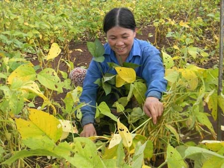 Giấc mơ phát triển giá trị hạt đậu nành Việt Nam - 4 Giấc mơ phát triển giá trị hạt đậu nành Việt Nam