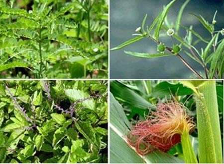 Những thảo dược điều trị viêm gan B được đánh giá cao - 1 Những thảo dược điều trị viêm gan B được đánh giá cao