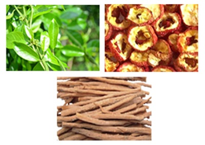 Phòng trị mỡ máu cao: Càng sớm càng tốt - 2 Dây thìa canh – Sơn tra – Ngưu tất - 3 thảo dược cho người mỡ máu cao