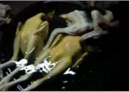 Hà Nội: Kiểm nghiệm hàm lượng sắt trong thịt gà - 1 Ảnh minh họa