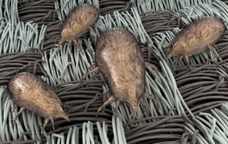 Tác nhân gây dị ứng trong nhà mùa đông: Tìm thủ phạm, diệt nguy cơ - 1 Tác nhân gây dị ứng trong nhà mùa đông: Tìm thủ phạm, diệt nguy cơ