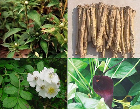 “Chế ngự” huyết trắng bằng thảo dược - 2 Thảo dược - nguồn dược liệu điều trị huyết trắng hiệu quả