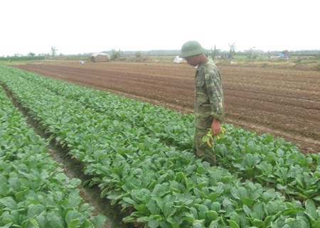 Vì sao rau sạch không sạch? - 1 Sản xuất rau an toàn tại xã Tráng Việt, huyện Mê Linh