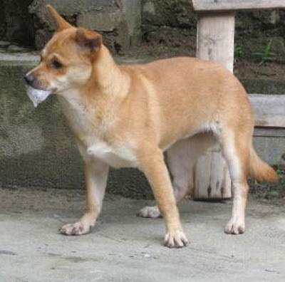 Dùng Globulin miễn dịch đặc hiệu chống bệnh dại khi nào? - 2 Chó là nguồn gây bệnh dại
phổ biến, chiếm tỷ lệ 97% (ảnh internet)