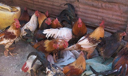 Đóng cửa các chợ gia cầm sống - Cách tốt nhất ngăn cúm H7N9 - 1 Đóng cửa các chợ gia cầm sống - Cách tốt nhất ngăn cúm H7N9