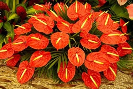 Hoa nào có độc? - 6 Hoa hồng môn