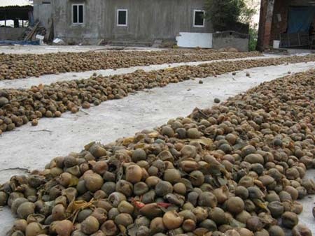 Sấu thối, giập nát được phơi khô để làm ô mai