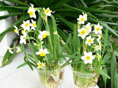 Hoa nào có độc? - 1 Hoa thủy tiên