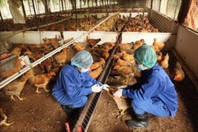 Tiếp xúc gà nhiễm cúm H5N1, một cán bộ thú y nhập viện - 1 Ảnh minh họa
