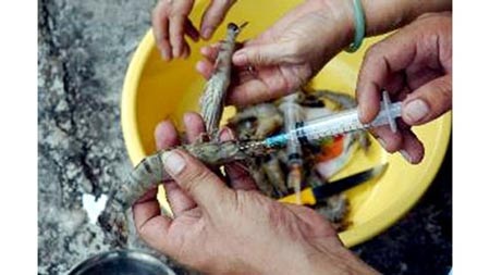 Run rẩy ăn thủy sản nhiễm độc - 4 Bơm
hóa chất vào tôm