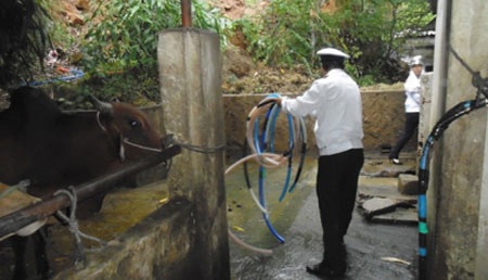 Chiêu “bẩn” bơm tăng trọng của đồ tể lò mổ - 2 Các chủ lò mổ bơm nước vào bò để tăng trọng trước khi giết mổ
