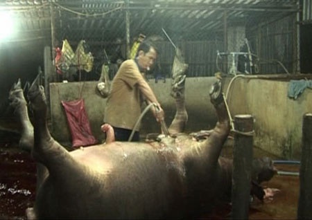 Chiêu “bẩn” bơm tăng trọng của đồ tể lò mổ - 1 Người của cơ sở La Đen đang ghim ống nước vào bụng trâu để
bơm nước