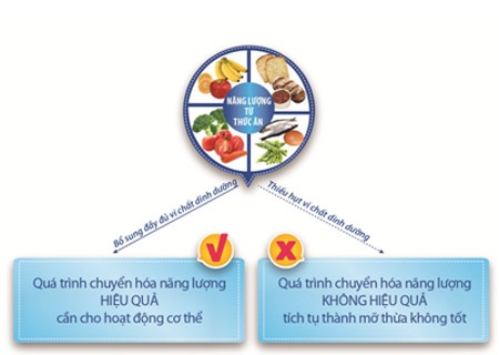 Mẹ hiện đại chẳng ngại con biếng ăn! - 2 So đồ chuyển hóa năng lượng từ thực phẩm vào cơ thể