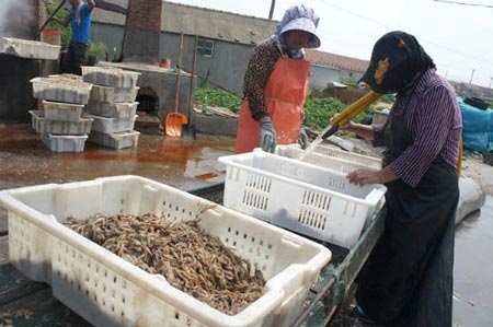 “Phù phép” tôm thối thành hải sản khô - 2 Tôm ươn, thậm chí đã bốc mùi hôi thối được chế biến thành tôm khô đặc sản