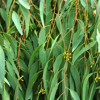 Nước biển sâu Nasomom®4 và triệu chứng viêm mũi của trẻ - 3 Tinh dầu khuynh diệp – liệu pháp mới trong điều trị viêm mũi ở trẻ.