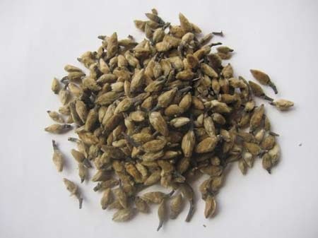 Chữa xoang mãn tính bằng Tân Di Tán - 1 Những chia sẻ dưới đây của PGS .TS
