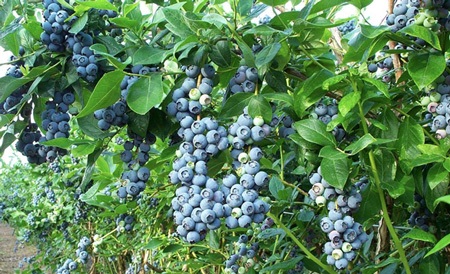 Cải thiện thị lực rõ rệt nhờ quả Việt Quất - 3 Cao Việt Quất có nhiều lợi ích với sức khoẻ con người đặc biệt là với mắt.