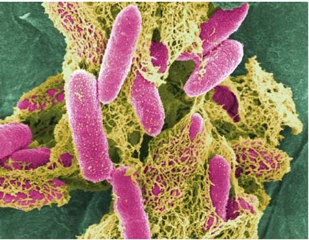 Trẻ ốm còi do rối loạn tiêu hóa - 2 Hệ tiêu hóa trong giai đoạn vàng: Quan trọng mà chưa được chú trọng