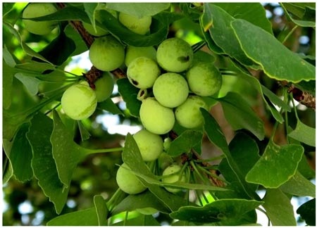 Cao Bạch quả (Gingko biloba L)