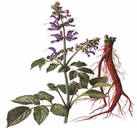 Đan sâm (Salvia miltiorrhiza Bunge)
