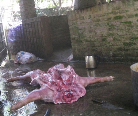 Theo chân thịt lợn giá rẻ vào lò giết mổ lợn ốm chết - 1 Một con lợn đã chết gần 2 ngày chuẩn bị được lọc lấy thịt mang đi bán.