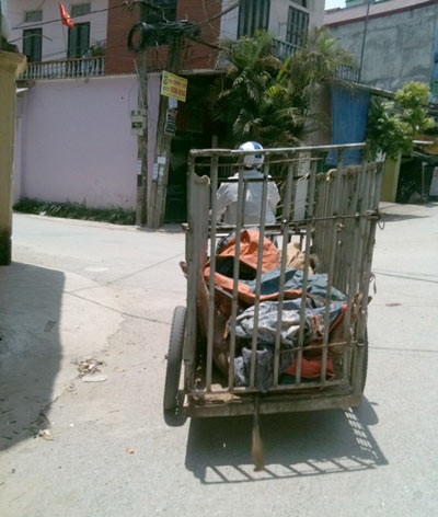 Theo chân thịt lợn giá rẻ vào lò giết mổ lợn ốm chết - 2 Một cò lợn chết hối hả chở một xe lợn chết đã mổ vào thôn Lỗ Xá.