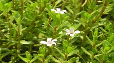 Rau đắng biển (Bacopa monnieri)