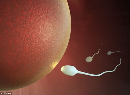 Giảm chất lượng tinh trùng vì để điện thoại trong túi quần - 1 Giảm chất lượng tinh trùng vì để điện thoại trong túi quần