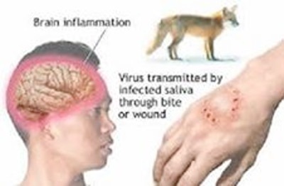 Đã có 40 trường hợp tử vong do bệnh dại - 1 Ảnh minŨ họa.