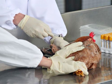 Nguy cơ của cúm A/H5N6 vào mùa thu - 1 Nguy cơ của cúm A/H5N6 vào mùa thu