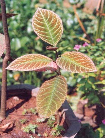 Những điều chưa biết về tác dụng của lá khôi tía với dạ dày - 1 Những điều chưa biết về tác dụng của lá khôi tía với dạ dày