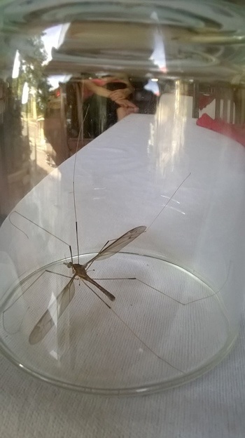 Phát hiện muỗi to như chuồn chuồn kim ở Quảng Bình