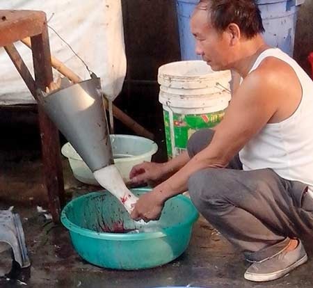 Họ
cắŴ và hãm tiết canh vào cả những chiếc chậu to như thế này.