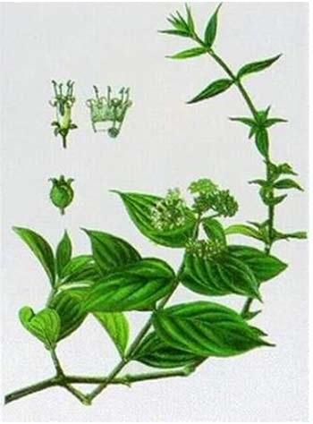 Viêm loét dạ dày hay tái phát: Tại sao? - 3 Cây dạ cẩm chữa viêm loét dạ dày.