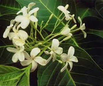 Vỏ cây Mộc Hoa Trắng - Dược thảo trị bệnh đại tràng & tiêu chảy do amip