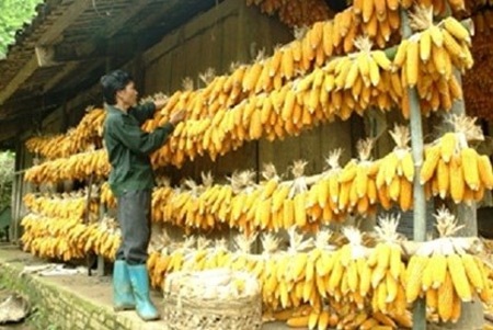 3 cha con tử vong do ăn bánh ngô mốc - 1 3 cha con tử vong do ăn bánh ngô mốc