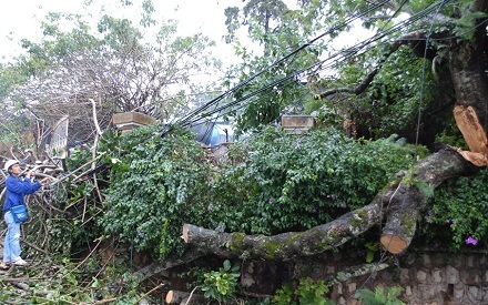 Hiện trường cây thông đổ xuống đường