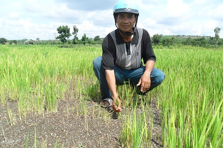 Hạn giữa mùa mưa, hàng chục hộ dân điêu đứng vì lúa cháy