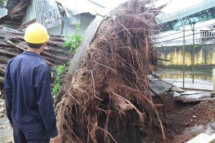 Theo nhận định, cây đa bị bật gốc có tuổi thọ không dưới 100 tuổi. 