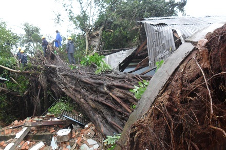 Theo nhận định, cây đa bị bật gốc có tuổi thọ không dưới 100 tuổi. 