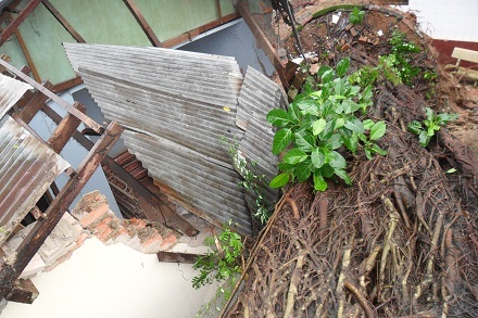 Cây đa đè lên một số nhà dân xung quanh.