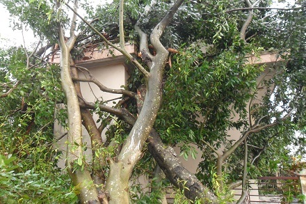 Cây đa đè lên một số nhà dân xung quanh.