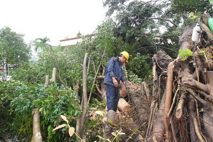 Cây đa đè lên tường rào của quán cà phê Thảo Nguyên.