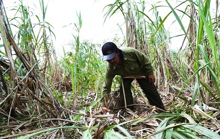 Cây trồng của người dân xã Đắk Drông bị voi rừng quần nát