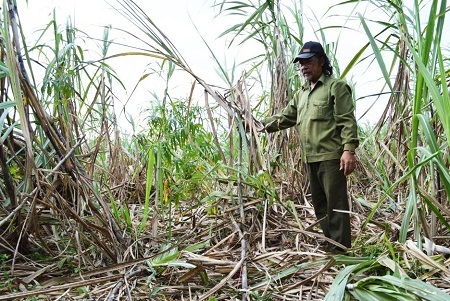 Mía của người dân bị voi giẫm nát từng vạt lớn.