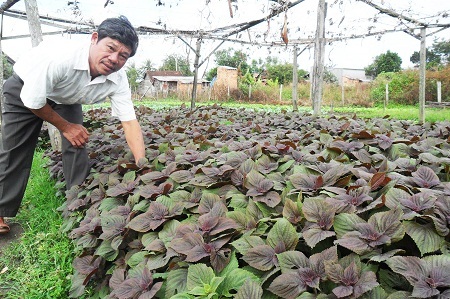 Người trồng rau Tết cho biết do giá rau giảm sâu nên vụ rau năm nay không có lãi.