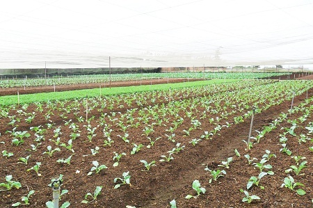 Các nhà vườn hi vọng đến Tết sức mua tăng thì giá rau sẽ tăng lên.