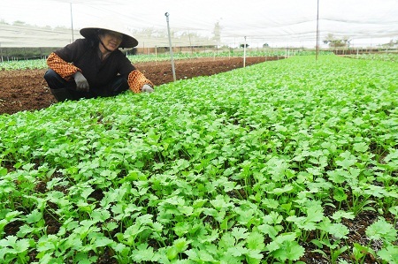 Người trồng rau Tết lao đao vì giá cả “lao dốc”