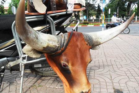 Công khai chào bán “đầu bò rừng Châu Phi”