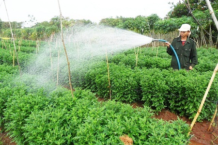 Lao đao vì hoa Tết